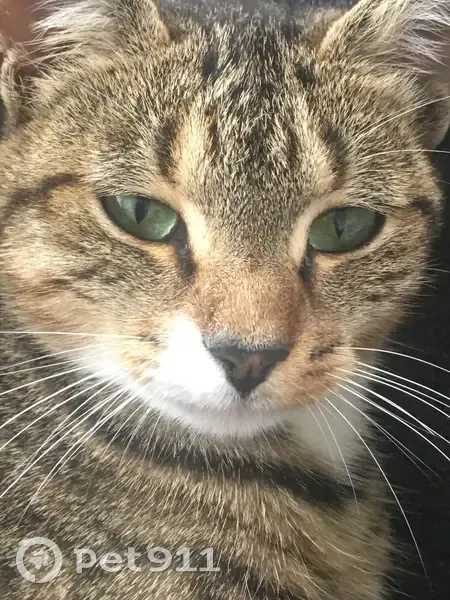 Chatte Sécotine perdue à Auberville - photo