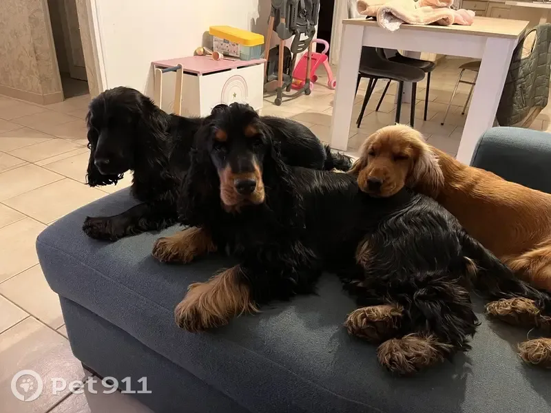3 Chiens perdus à Carisey - photo