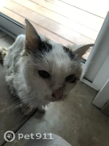 Chatte âgée trouvée à Montluel - photo