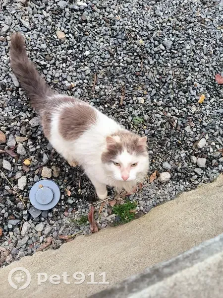 Chat câlin trouvé à Sainte-Anne - photo