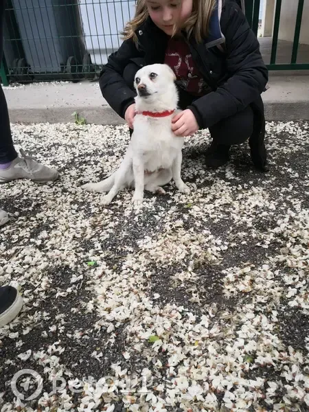 Chien Ratier blanc trouvé à Aussillon - photo