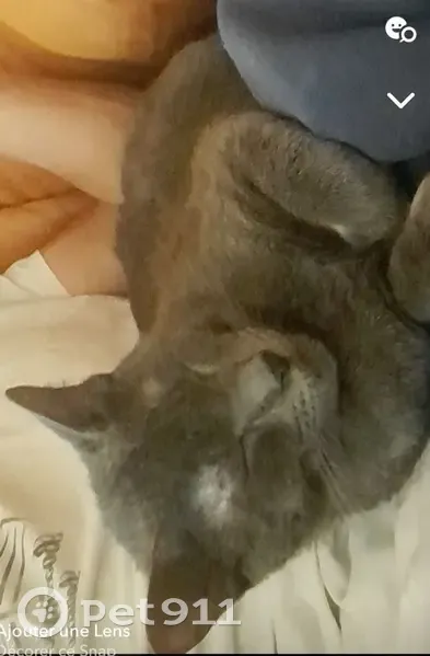 Chat Européen gris perdu à Eysines - photo