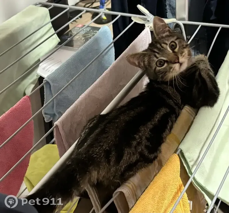 Chaton tigré perdu à Claix - photo