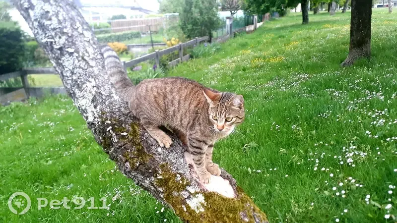 Chatte Noisette perdue à Marmiers - photo