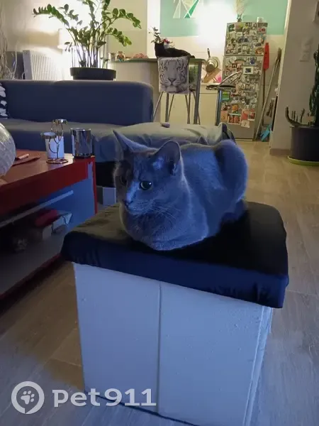 Avis de recherche: Youmi, chat - photo