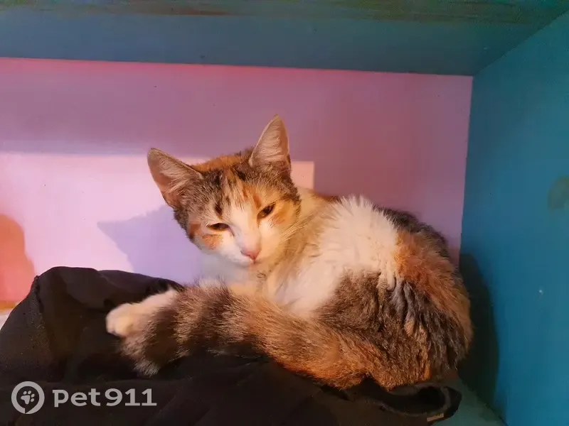 Chat perdu à Cahors retrouvé - photo