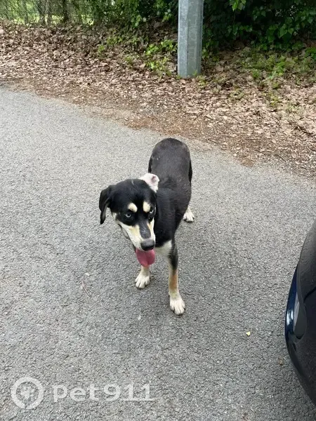 Chiot noir et crème perdu - photo