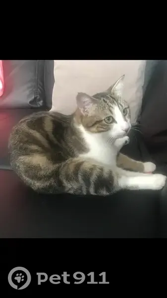 Chat tigré perdu à Argenteuil - photo
