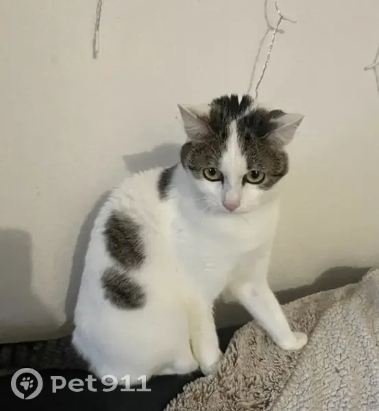 Chatte blanche perdue, La Chaussée - photo