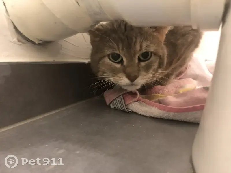Chat gris tigré trouvé à Maromme - photo
