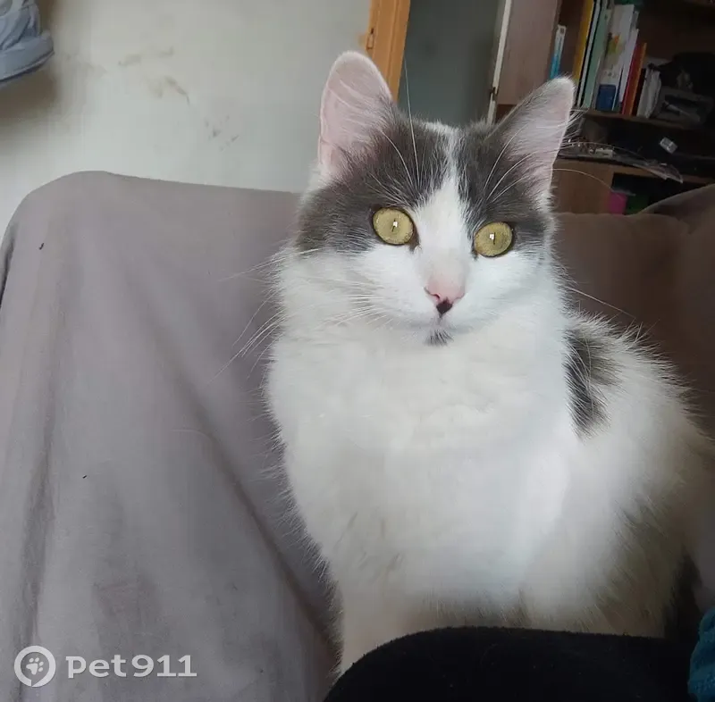 Chatte perdue: collier orange, pucée - photo