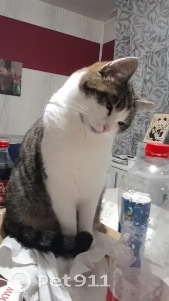 Chat blanc-tigré perdu à Pontarlier - photo