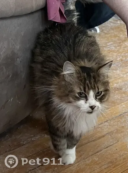 Chat aux pattes longues perdu à Laval - photo