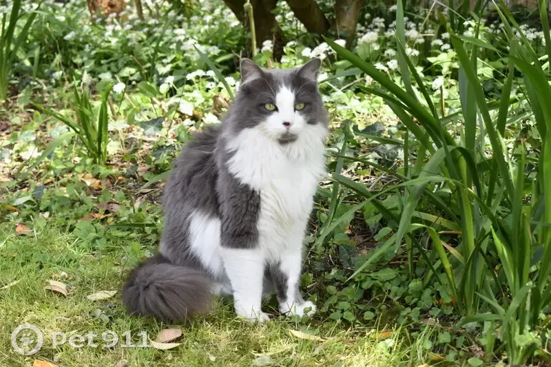 Chat perdu à Loffre le 6/05/24 - photo