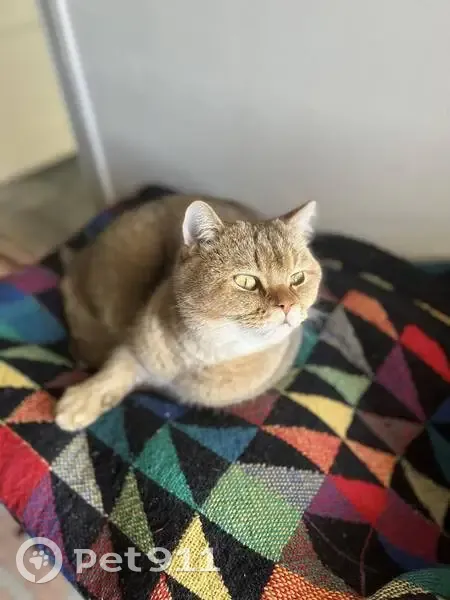 Chat perdu à Santec, aidez-nous! - photo