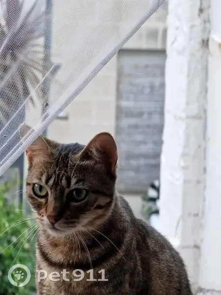 Chat tigré perdu à Bordeaux - photo