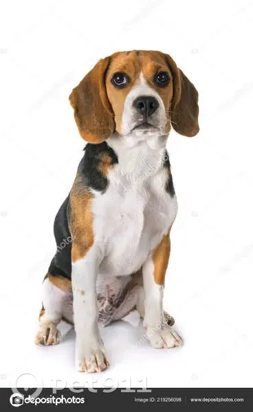 Chien perdu à Nyls: Marquise - photo
