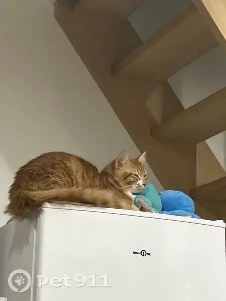 Chat roux et blanc perdu à Fréjus - photo