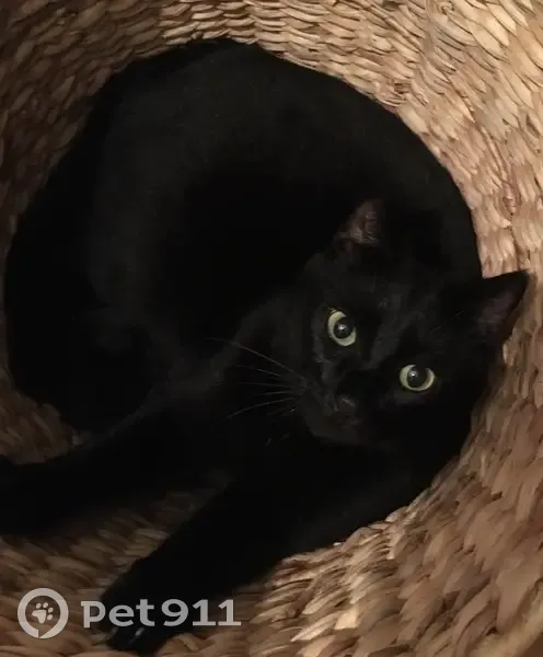 Avis: Chat noir 