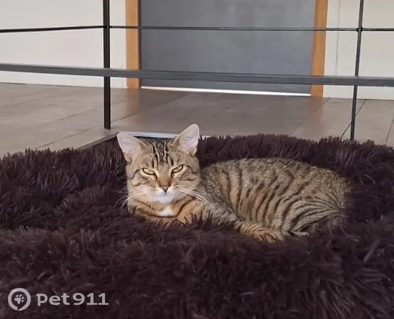 Chaton Bengal Perdu à Boulogne - photo