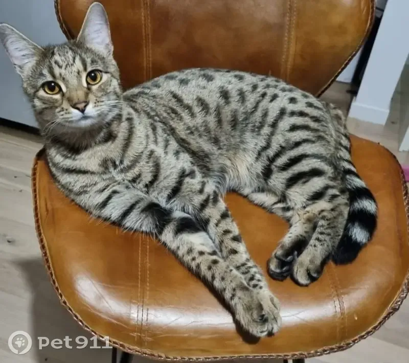 Chatte perdue à Drancy - Urgent - photo