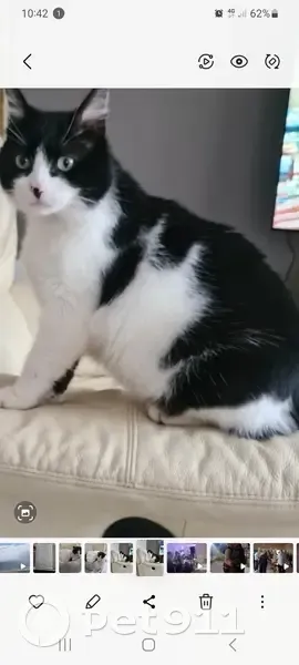 Appel: Chat Frimousse enlevé 90 - photo