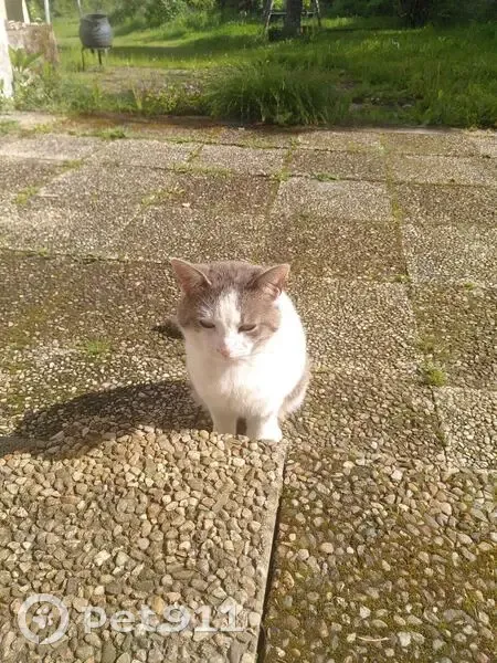 Chat gris-blanc trouvé à Lusignan - photo