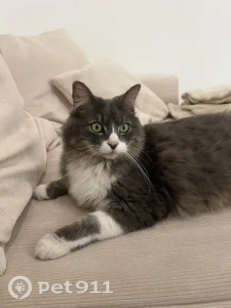 Chat gris-blanc perdu à Valence - photo