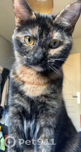 Chat écaille perdu à Laxou - photo