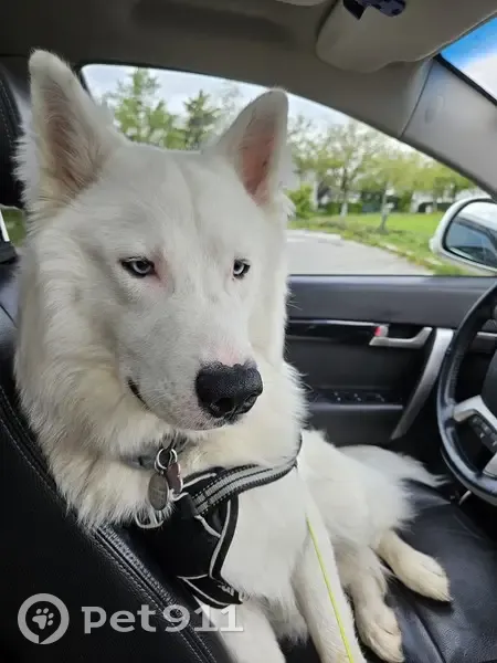 Chien sourd Ulysse perdu - photo
