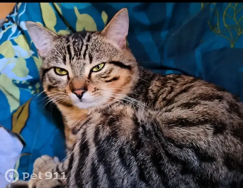 Chat tigré handicapé perdu à Bobigny - photo