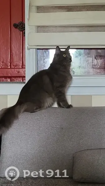Chat Tchoupi gris disparu à Laversines - photo