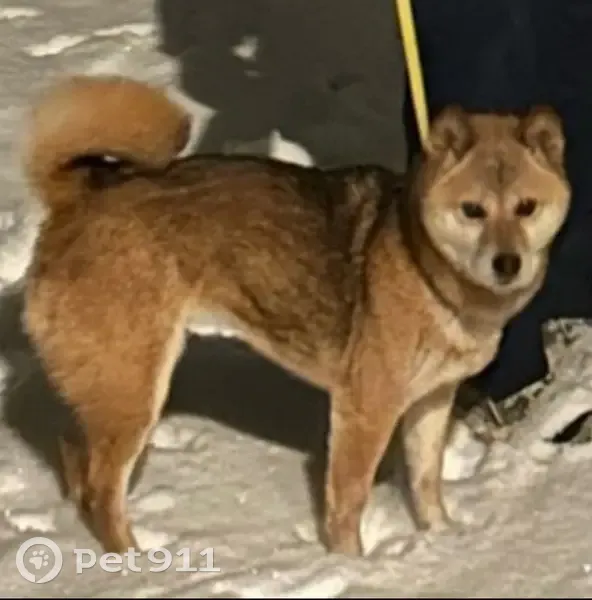 Shiba Inu perdu à Ribeauvillé - photo