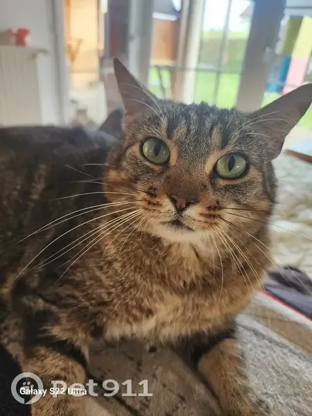 Chat tigré trouvé à Colombelles - photo