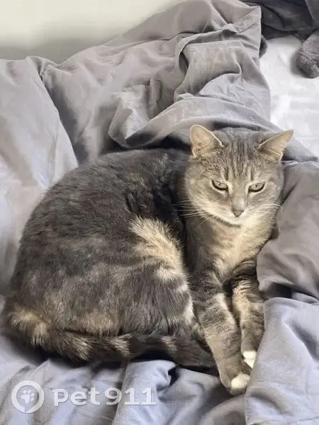 Chatte grise tigrée perdue - photo