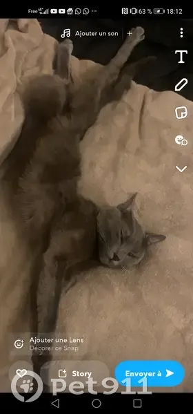 Chat gris craintif perdu à Neuilly - photo