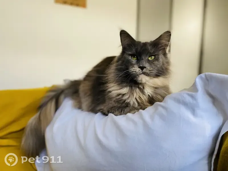 Chat Maine Coon perdu, gris-crème - photo