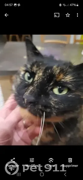 Chat écaille disparu à Frières - photo