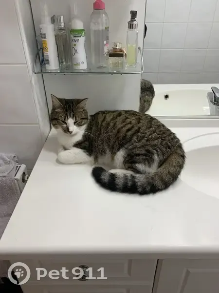 Chat tigré perdu à Longpont - photo