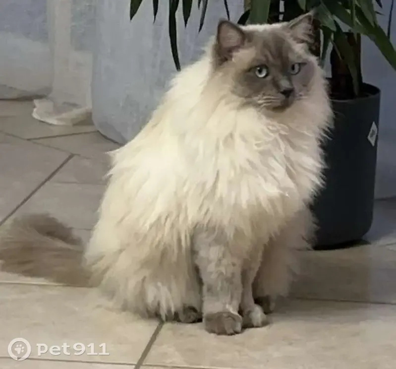 Chat Ragdoll bleu perdu à Bourogne - photo