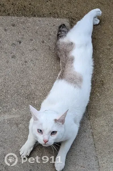 Chat blanc/gris perdu à Buxerolles - photo