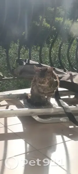 Chat maigre trouvé à La Trinité - photo