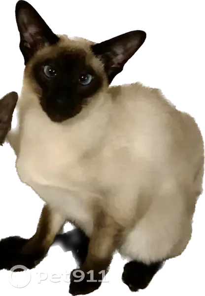 Chaton Siamois Perdu à Paris - photo