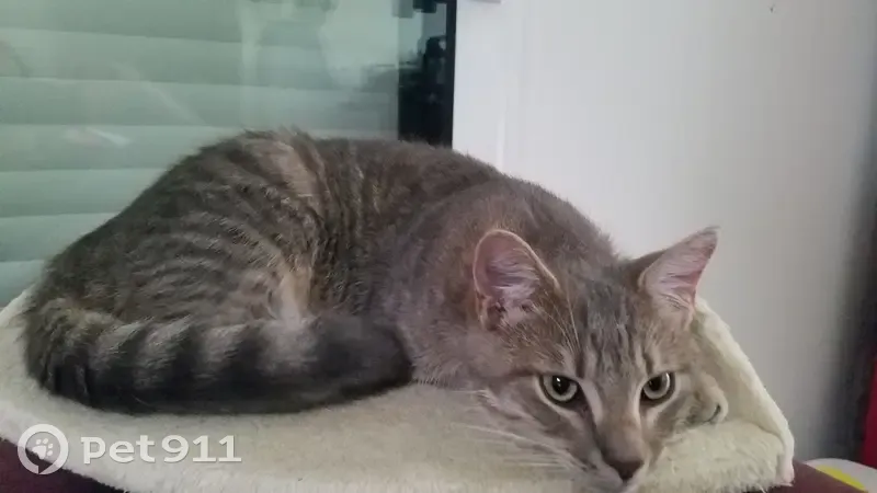 Chat perdu à Morsang retrouvé - photo