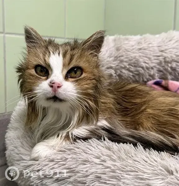 Alerte: Chatte Luciole sourde perdue - photo