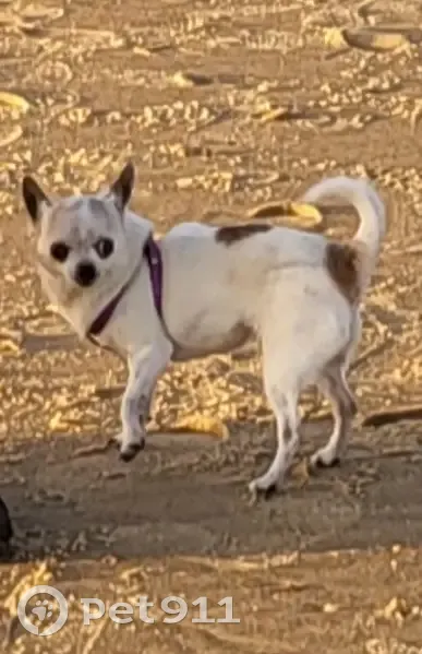 Chihuahua perdu, 11 ans, Latresne - photo