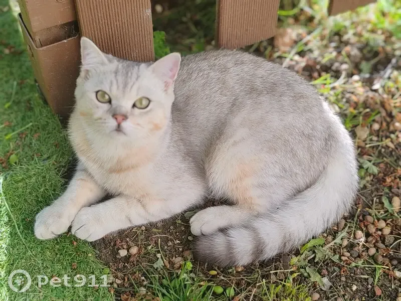 Chaton perdu à Montgeron - photo