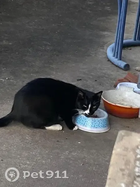 Chaton timide trouvé à Bron - photo