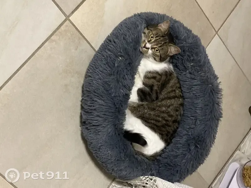 Chatte tigrée perdue à Houdan - photo
