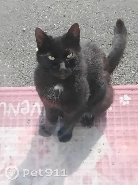 Chat noir blessé trouvé à Ansac - photo